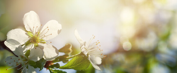 Spring background with white color flowers and green leaves on abstract blurred sunlight
