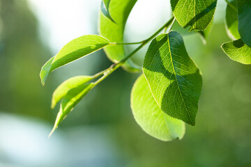 Summer background with green leaves