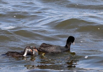 Adult Eurasian coot (Fulica atra) with offsprings swimming and eating. Coot family feeding. Australian coot chick holding algae in beak with its parent and different age sibling.