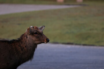 奈良公園　奈良　日本
