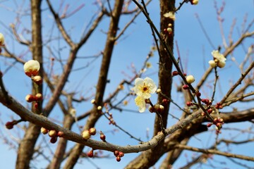 春待ち　初春の梅の花　風景

