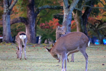 奈良公園　奈良　日本