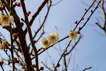 春待ち　初春の梅の花　風景
