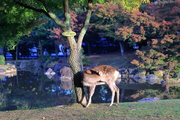 奈良公園　奈良　日本