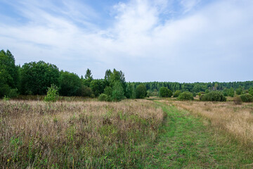 landscape, forest road