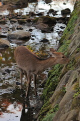 奈良公園　奈良　日本