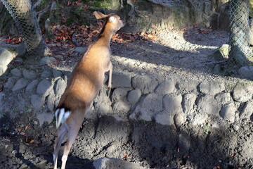 奈良公園　奈良　日本