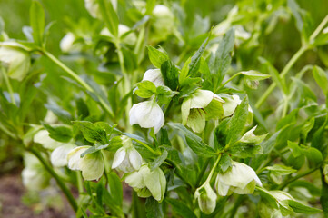 Helleborus in organic garden, known as Winter rose, Christmas rose and Lenten rose. Family name Ranunculaceae, Scientific name Hellebores