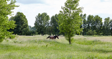 Bay horse on meadow. Beautiful horse grazing on pasture at countryside