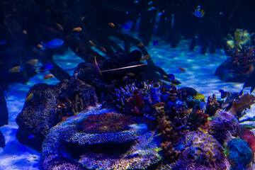 Fototapeta na wymiar Colorful aquarium, showing different colorful fishes swimming