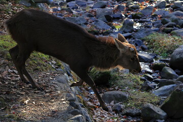 奈良公園　奈良　日本
