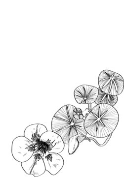 illustration capucine fleurs
