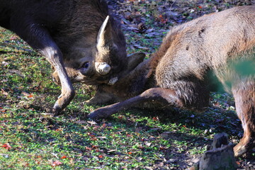 奈良公園　奈良　日本