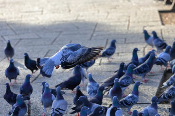 Fototapeta premium 奈良公園 奈良 日本