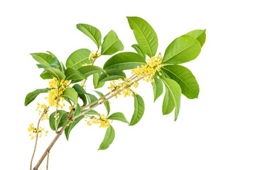Osmanthus branch on white background