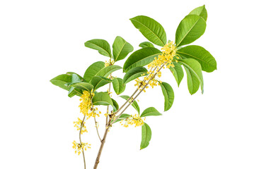 Osmanthus branch on white background