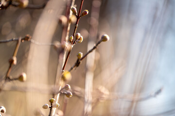 Buds on a tree in spring