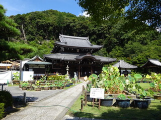 Fototapeta premium 西国第十番札所 明星山 三室戸寺