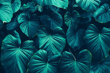Obraz na płótnie Canvas tropical palm leaves texture background