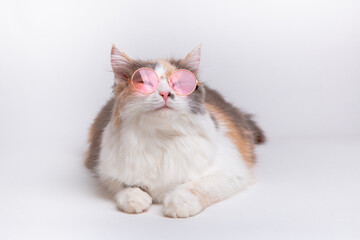 portrait of a funny cute gray and white fluffy cat in sunny pink glasses lying on a white background