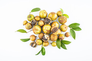 Fresh camellia fruit picked in autumn