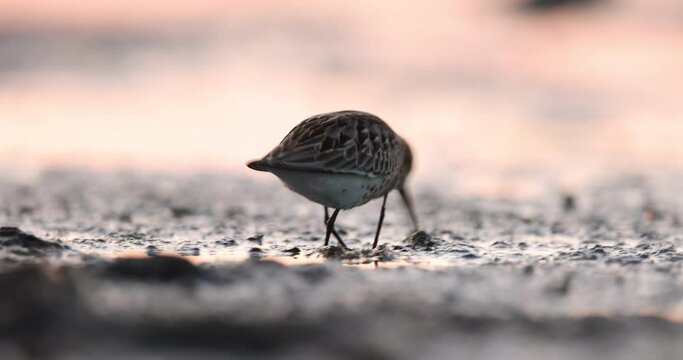 Dunlin foraging on the sea shore