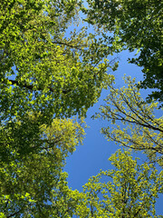Obraz premium Trees and nature