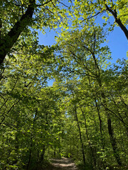 Fototapeta premium Trees and nature