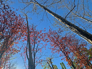 Trees and nature