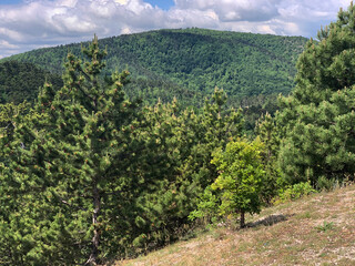 Obraz premium Trees and nature