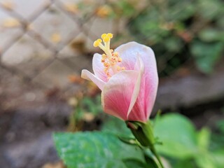 White red hibiscus flowers in garden 