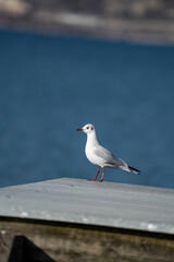 Sea Gull sitting on a pier