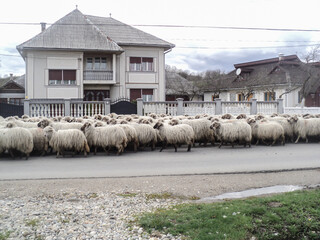 flock of sheep through the village of Farcasa, Maramures, Romania, 2010