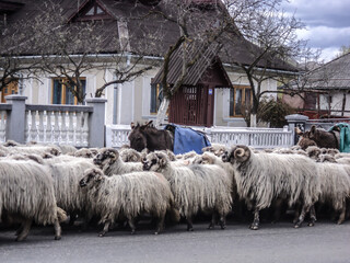 flock of sheep and two donkeys through the village of Farcasa, Maramures, Romania, 2010