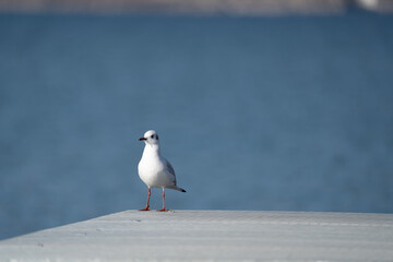 Sea Gull sitting on a pier