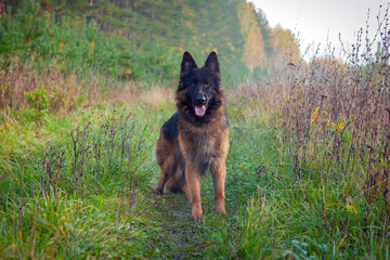 Beautiful German Shepherd, smart and easy to train on the edge of the forest in Russia