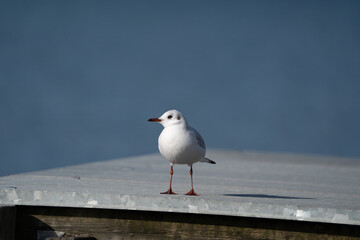 Sea Gull sitting on a pier