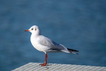 Sea Gull sitting on a pier