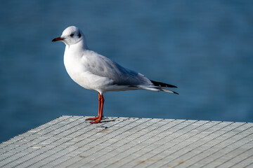 Obraz premium Sea Gull sitting on a pier