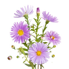 Bouquet of purple daisy-gerbera isolated on white background. Purple flowers bouquet