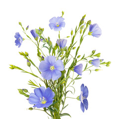 Isolated bouquet of flowering flax. Bouquet from blue flax flowers on white background. Summer season. Wild field flowers