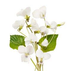 Fototapeta na wymiar White flowers of garden Viola isolated on white background. Bouquet of white spring Viola flowers. White pansy flowers 