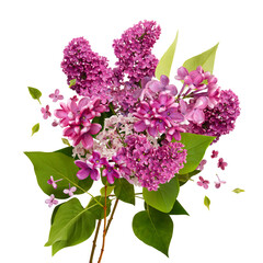 Isolated bouquet of blooming lilac flowers. Purple Lilac flowers on white background. May blossoms. Spring time