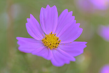 マクロ撮影したコスモス