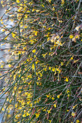 Buds on a tree in spring