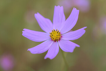 Obraz premium マクロ撮影したコスモス