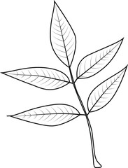 Ash branch with leaves outline. For  icon; logo on white background.