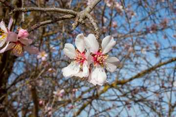 Flores de almendro