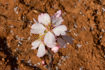 Flor de almendro en febrero