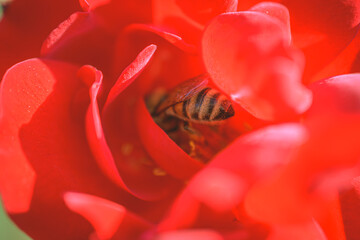 薔薇の蜜を吸う蜜蜂